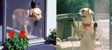 Pet-Resistant Pet Screens